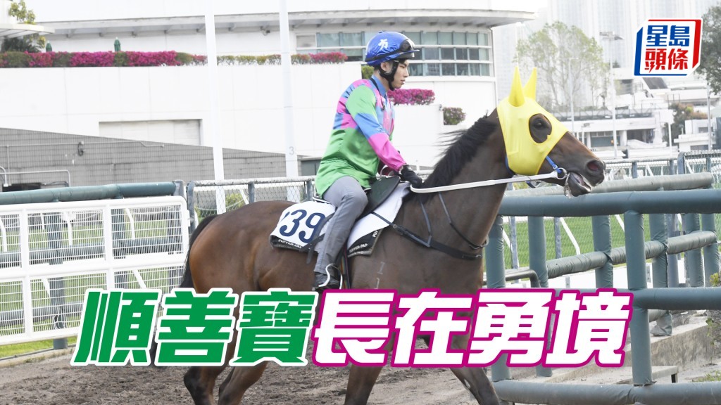 「順善寶」精神爽利輕鬆完成，步順輕快有彈力。