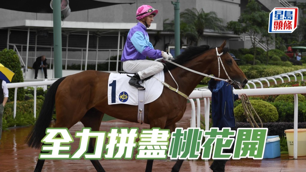 告東尼指「桃花開」是一匹有質素的馬，來季將越戰越勇。