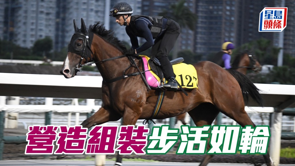 「營造組裝」馬身收得結實，出腳步活如輪，狀態夠晒省鏡。