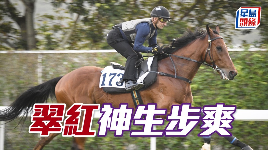 「翠紅」雙耳烔烔目光銳利，有進無退佳態洋溢。