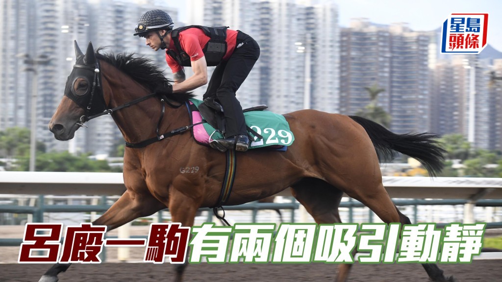 「龍船快」(圖) 這匹呂廄馬有兩個矚目之處。