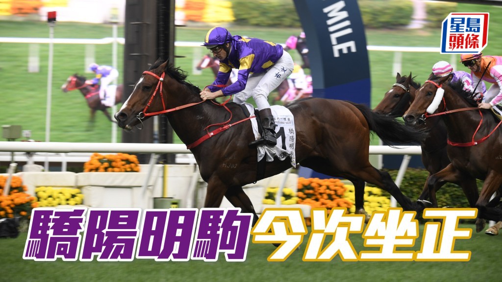 周末沙田賽事，「驕陽明駒」(圖) 將出戰第八場沙田千二米三級賽沙田銀瓶，沒有「嘉應高昇」同場，前駒有力坐正。