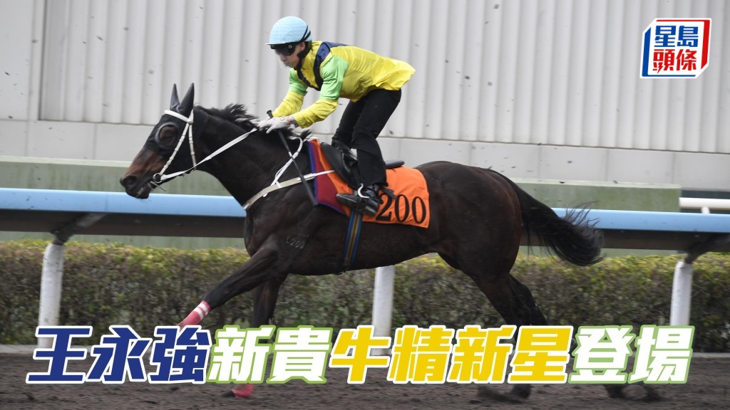 王永強新貴「牛精新星」登場