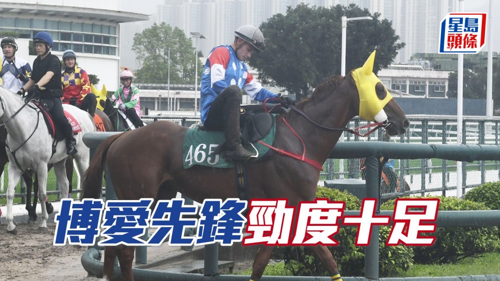  「博爱先锋」双目有神朝气勃勃，马身保持粗壮。