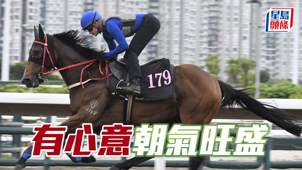 「有心意」步順輕快有彈力，外觀一直好靚身壯色潤。