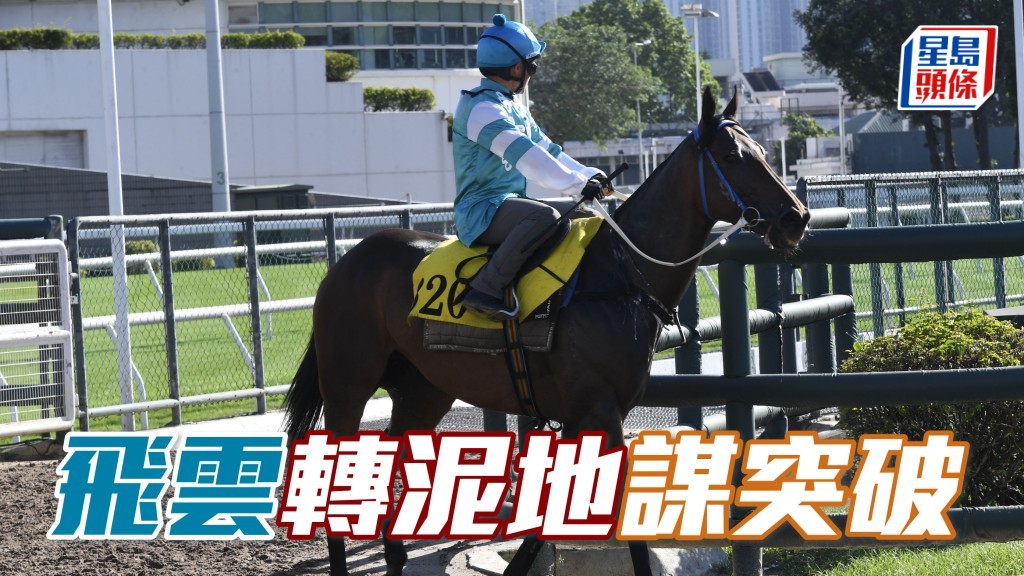 「飛雲」在九月十一日曾試泥閘走勢不錯，泥地或合發揮，轉場而戰可望試出彩虹，為馮柏基伉儷帶來驚喜。