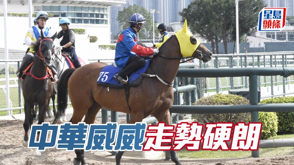  「中華威威」老當益壯步挺開揚，馬身扎實神態對辦。