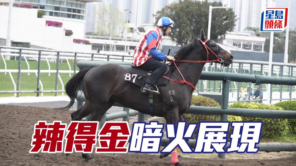 「辣得金」步順輕巧神態暢旺，論勇出色朝氣勃勃。