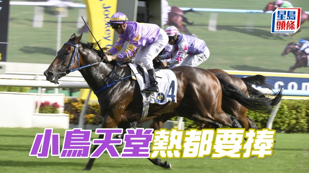「小鳥天堂」上仗贏馬水準高，今仗縱使負頂磅亦問題不大。