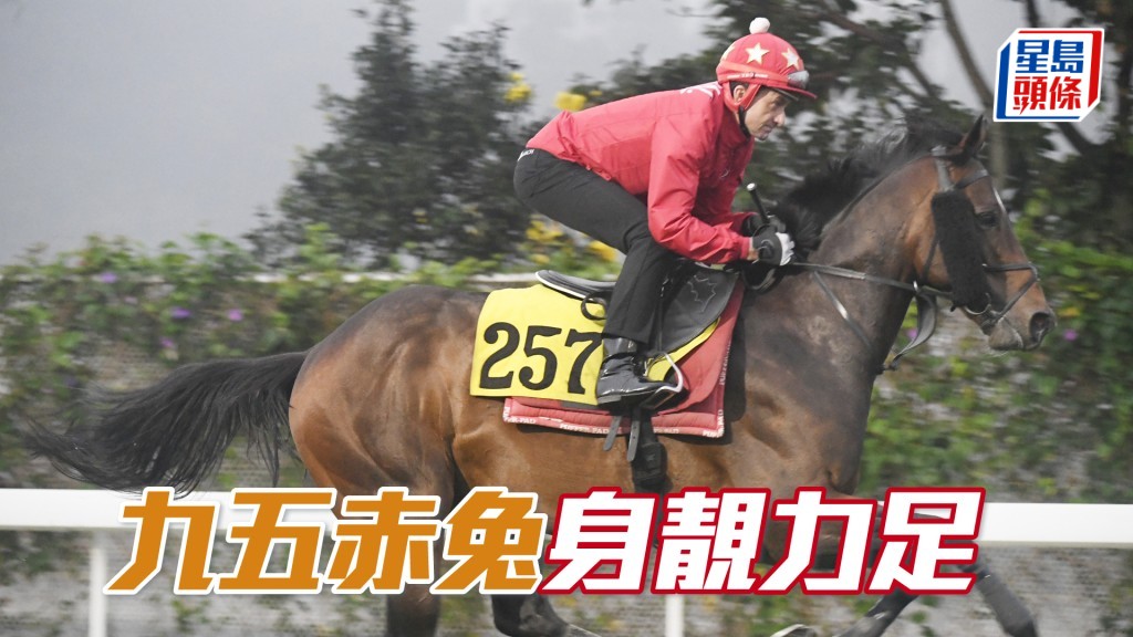 「九五赤兔」近日試來神態自若，身靚力足毛色潤澤，勇態保持有餘。