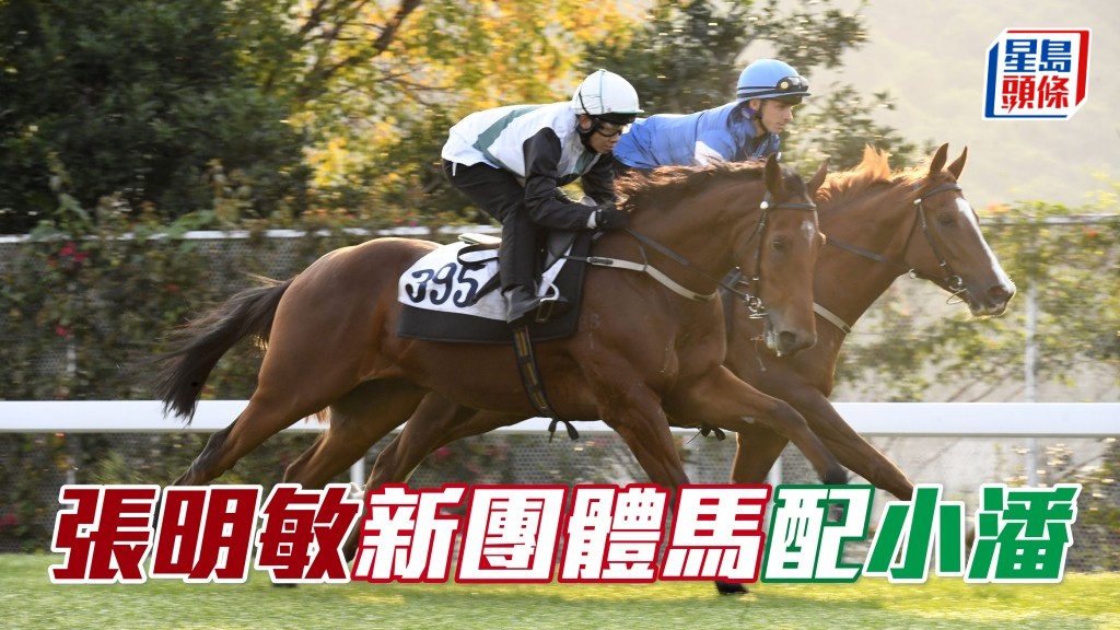 張明敏的生力軍是希斯馬房賽馬團體名下的「中國心」(圖),將於七一回歸賽馬日初次上陣,由潘明輝策騎。