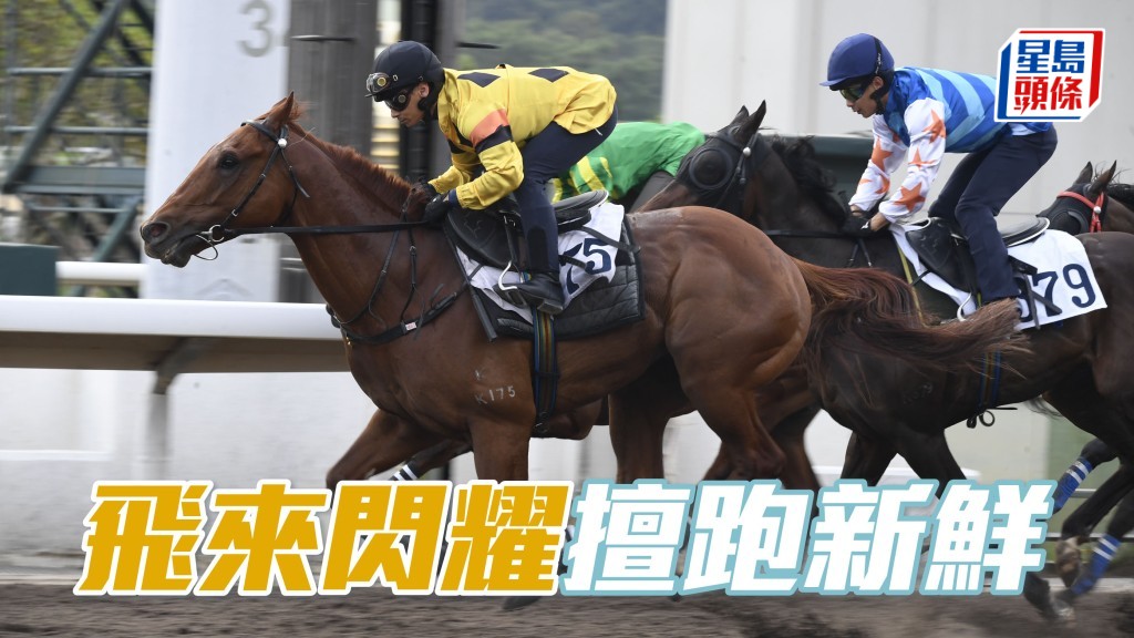 翻查 「飛來閃耀」(外) 外地一出即勝及在港初出即跑三甲，似乎擅跑新鮮。