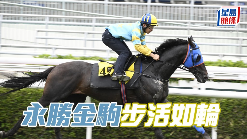  「永勝金駒」身壯健毛色有光澤，火氣亦唔錯。