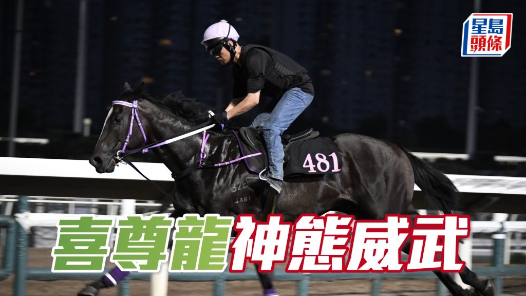 「喜尊龍」雙目炯炯有神，佳態洋溢。