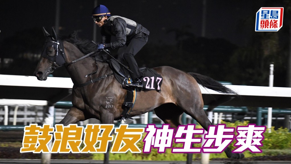 「鼓浪好友」助手踱一圈，豎起雙耳目光銳利，神生步爽力度貫注，喼到身壯無瘦，佳態保持有餘。