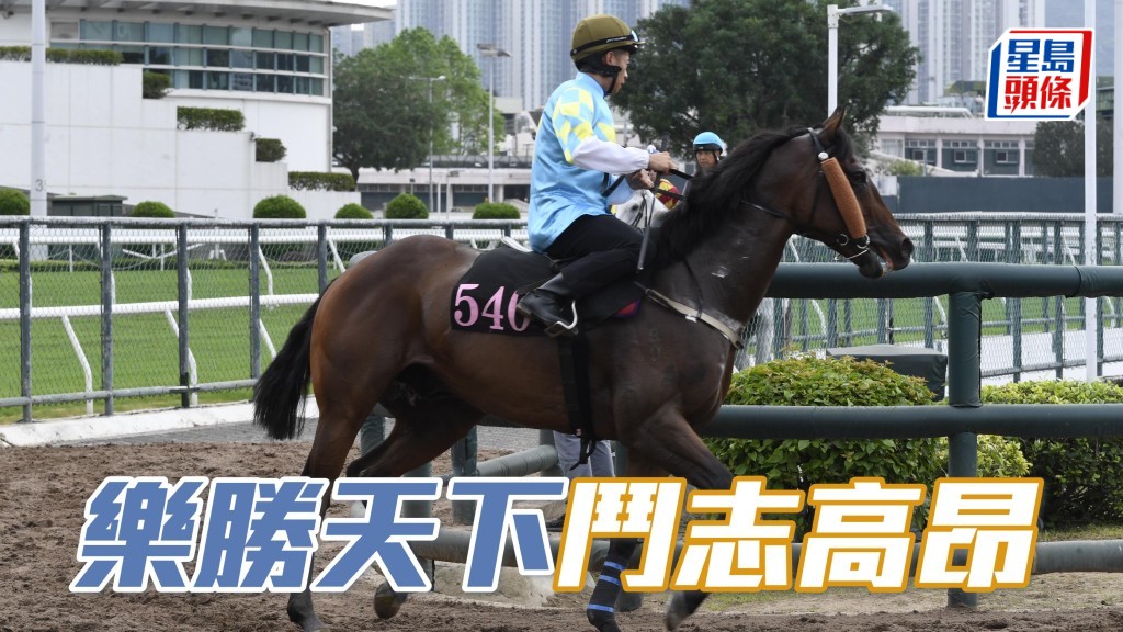 「樂勝天下」(圖) 今仗回師谷草千二米，一來面對拆組場合，二來更較上仗少負七磅，比起上季同程入位時負磅還要輕，形勢甚好，相信鞍上人潘明輝必全力拼勝。