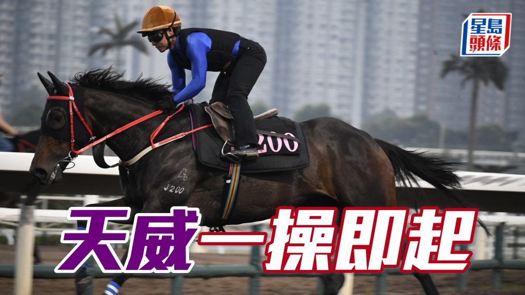 「天威」助手踱一圈，毛色悅目立立靚，馬身壯碩，步順爽勁神態暢旺，打仔馬一操即起。(資料圖片)