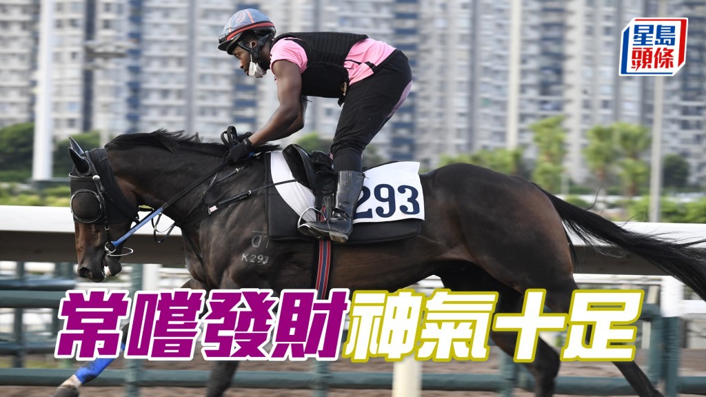 「常嚐發財」馬身更實淨更靚，走勢譽滿欄邊。