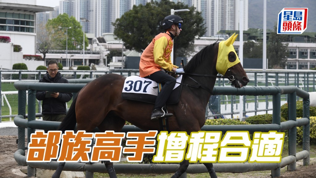 「部族高手」增程跑千六，計血統應合適，可作冷敲。