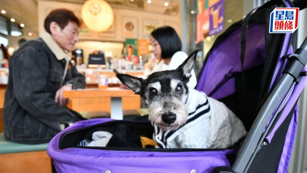 政府計劃修例，容許狗隻進入獲批准食肆，首階段擬設500至1000個名額。資料圖片