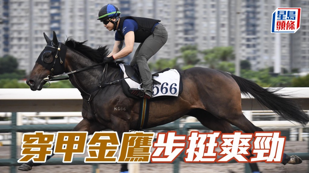 晨光追击│「穿甲金鹰」步挺爽劲