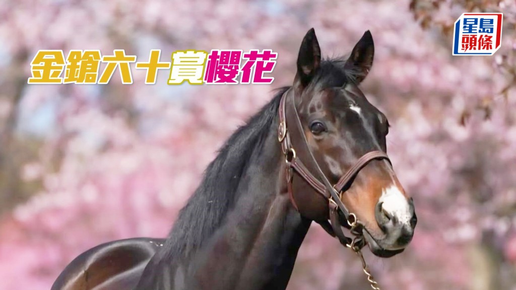 「金鎗六十」（相片来源：马主陈家梁，northernhorsepark ig）