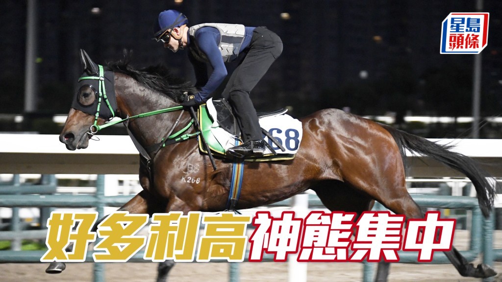 「好多利高」雙目有神身靚步爽，進度理想。