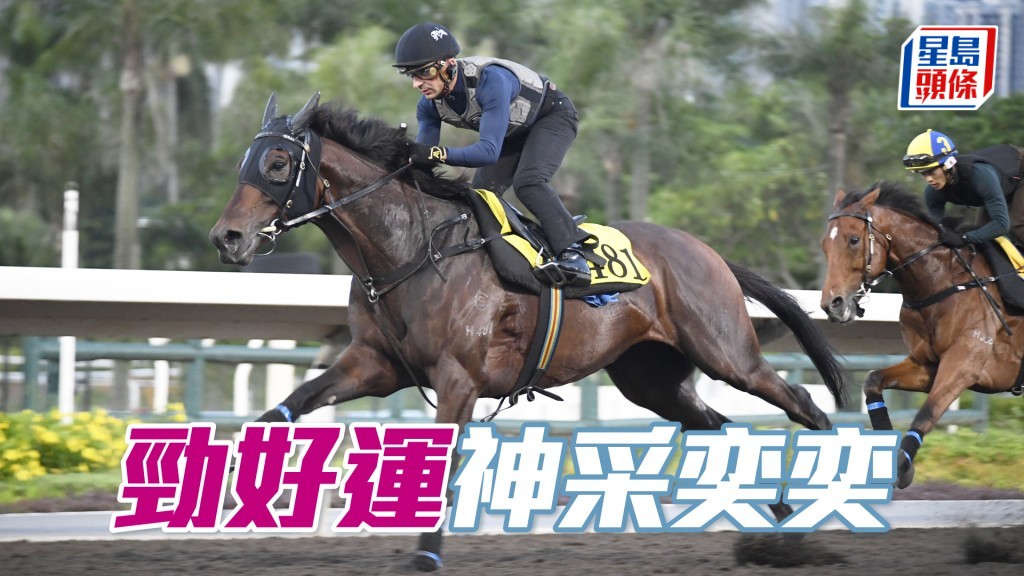 「勁好運」神情集中並無搶口，身好壯色水靚。