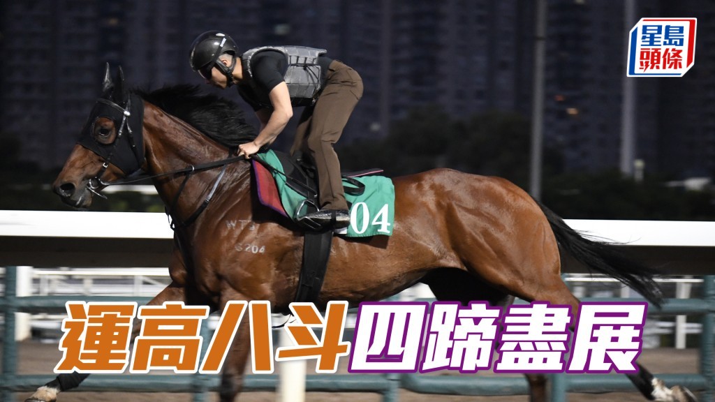 「運高八斗」馬身保持壯健，毛色悅目立立令。