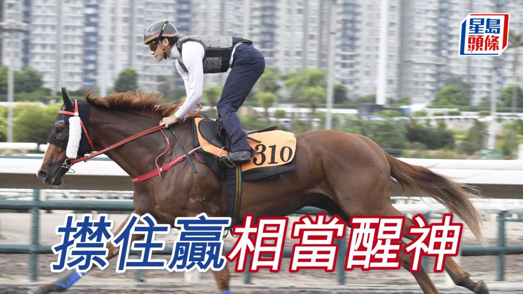  「㩒住贏」從容不迫更淡定，毛色又靚金光閃閃。