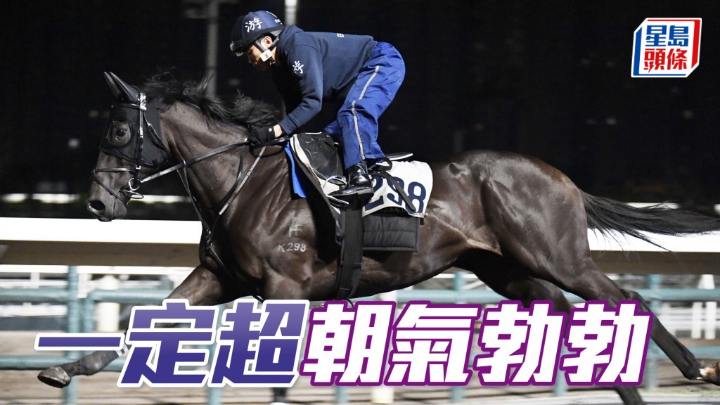 「一定超」馬身收得壯碩，神態活躍，朝氣勃勃。
