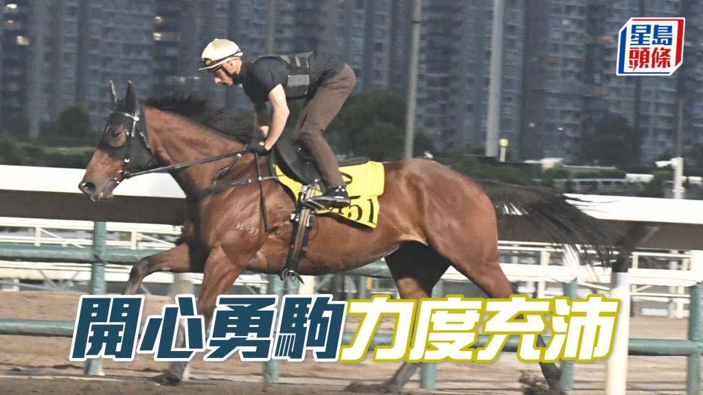 「开心勇驹」马身壮全身肌肉，状态弗到漏油。