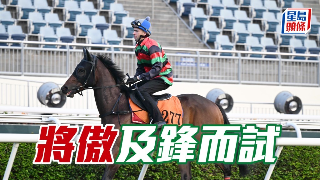 「將傲」走勢硬朗步挺開揚，馬身實淨毛色油潤。