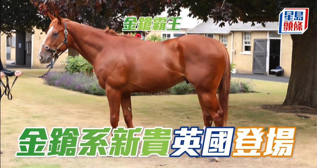 陳家樑英國愛駒「金鎗霸王」(圖),周五將配蘇兆輝出賽。相片來源:馬主陳家樑