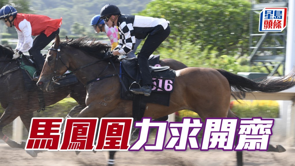 「馬鳳凰」吸收了兩場經驗後，今場或有望開齋。