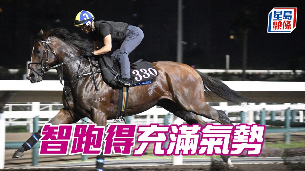 「智跑得」目光銳利火氣旺盛，勇況持續吸引不已。