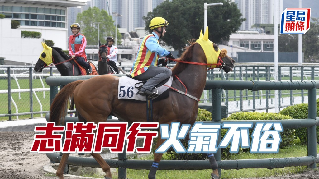  「志滿同行」出腳輕爽力度充足，馬身夠壯唔瘦。