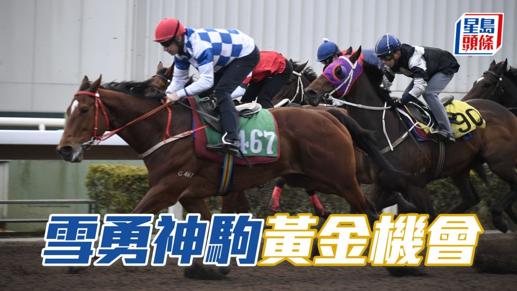今次「雪勇神駒」(圖) 排檔是近期最好的一次,最重要是季內贏過牠的那些強敵都已遠去,應是其交代的黃金機會。