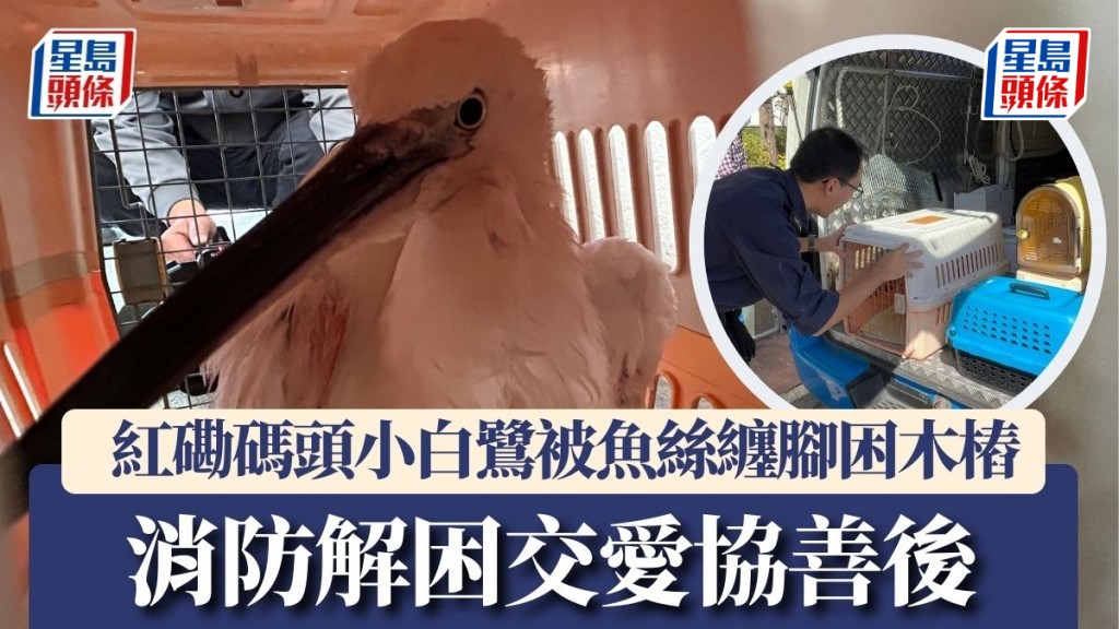 紅磡碼頭小白鷺被魚絲纏腳困木樁 消防解困交愛協善後