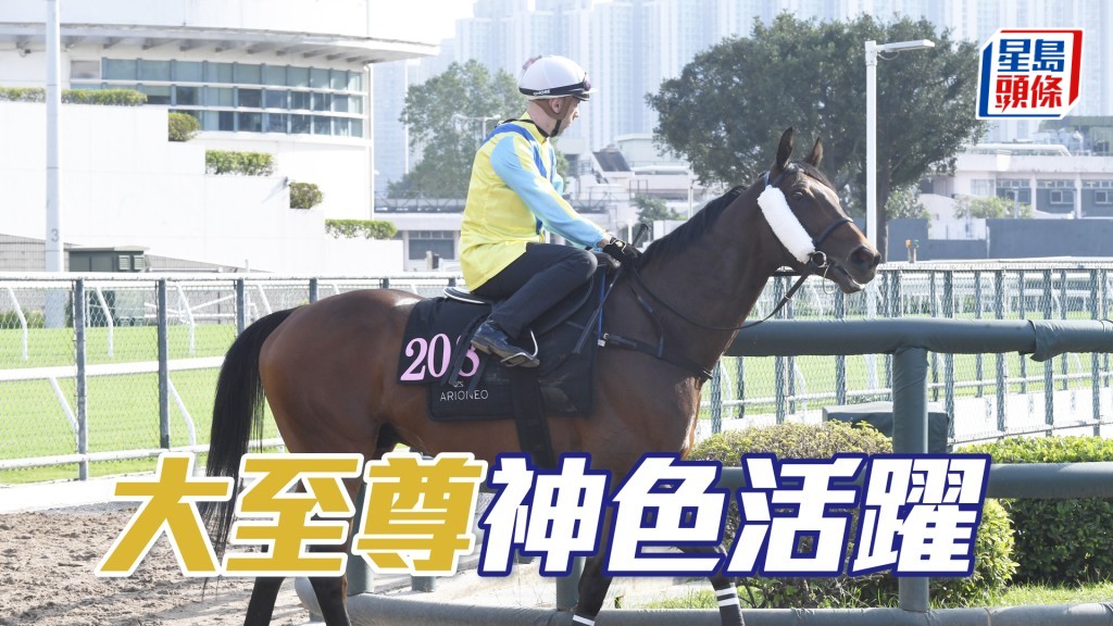  「大至尊」試來精神爽利，步順輕快有彈力。
