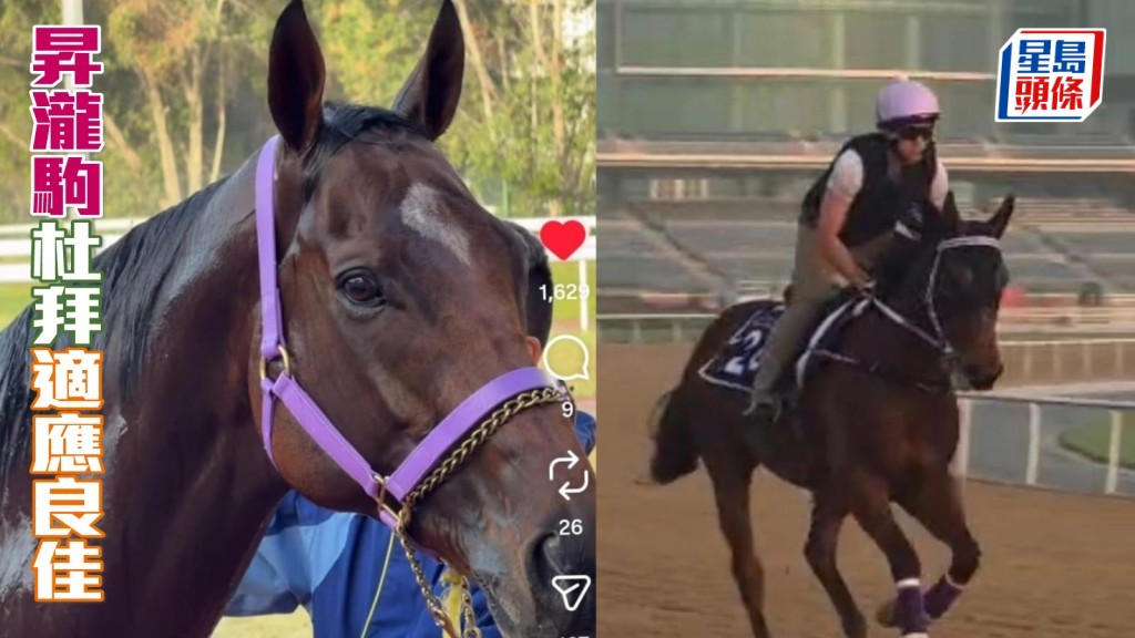 由苏伟贤训练的香港代表「升泷驹」将出战三级赛泥地千二米北风锦标，将由田泰安执缰，马儿似乎在杜拜适应不错。 相片来源：杜拜马会及苏伟贤