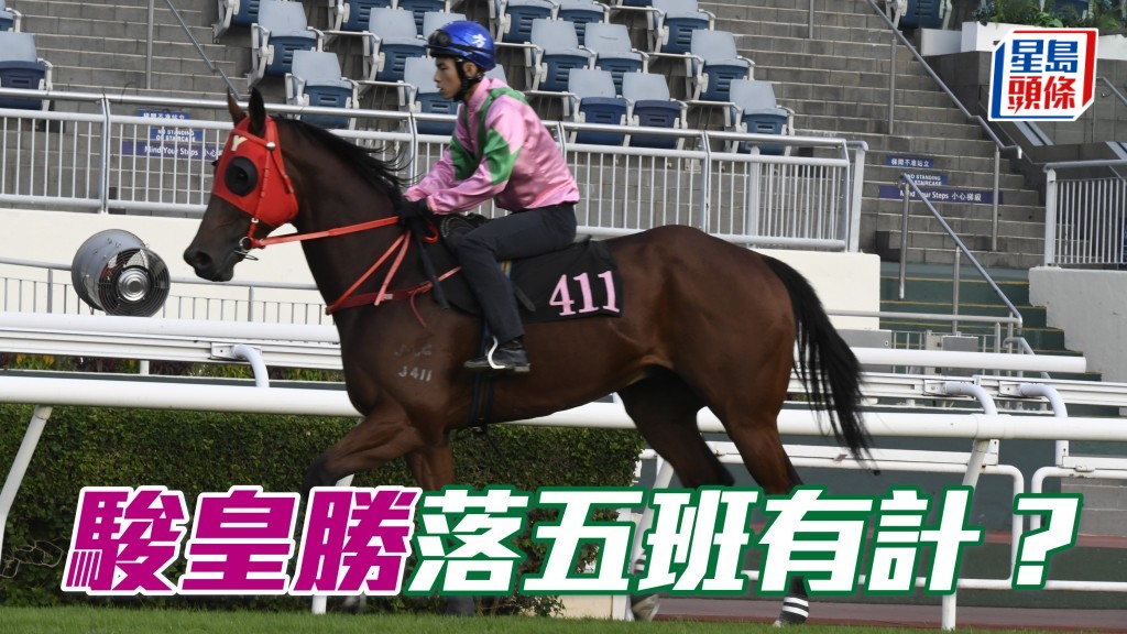 葉楚航旗下的「駿皇勝」(圖) 周三晚將會初次降五班上陣，或可為馬主譚少強帶來驚喜的演出。