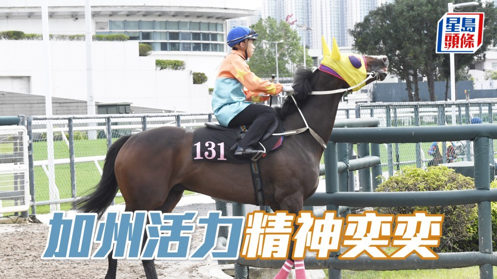 「加州活力」力度保持有餘，馬身好扎實。