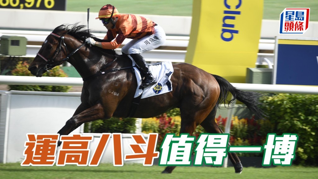 「運高八斗」(圖) 今仗換上杜苑欣執韁，如起步後一如「自動自覺」般順勢壓入內欄競跑的話，隨時劣檔也可換來好形勢，值得一博。