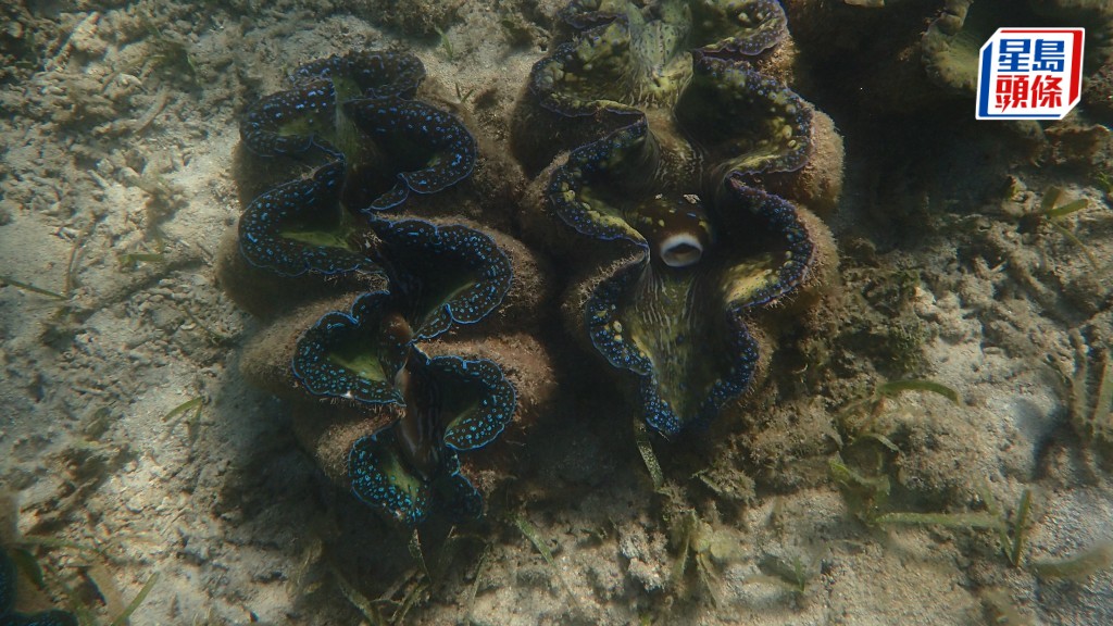 巨蚌（Tridacna gigas）棲息於珊瑚礁環境，惟在多重人為壓力與氣候變化夾擊下，正面臨日益嚴峻的滅絕風險。港大提供