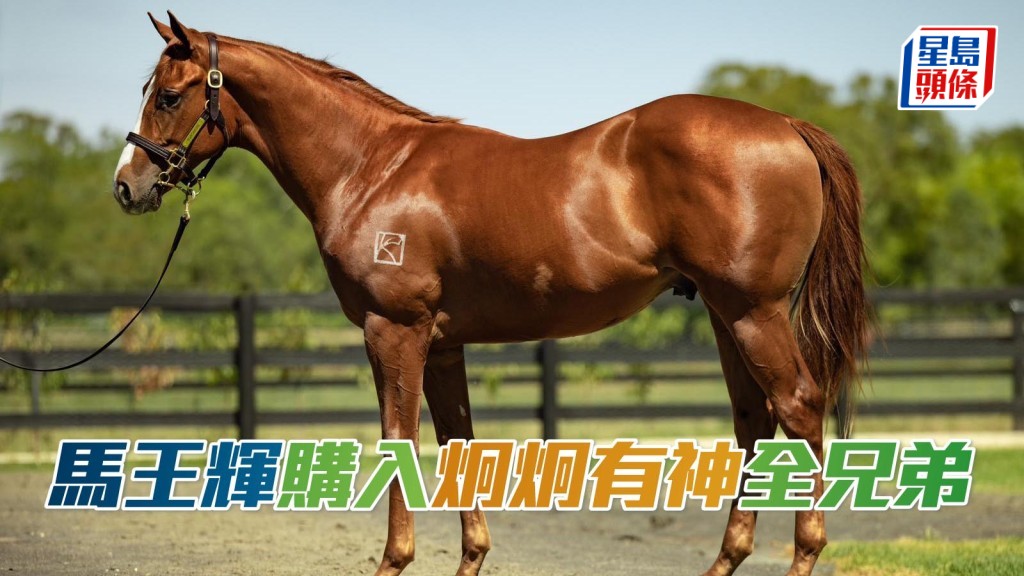 姚本輝購入的周歲馬，是「炯炯有神」的全兄弟。