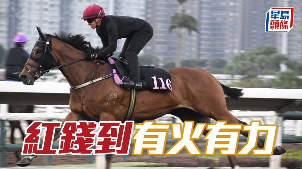 「紅錢到」近來馬身靚呈現線條美，神態活躍充滿朝氣，有火有力弗到震。