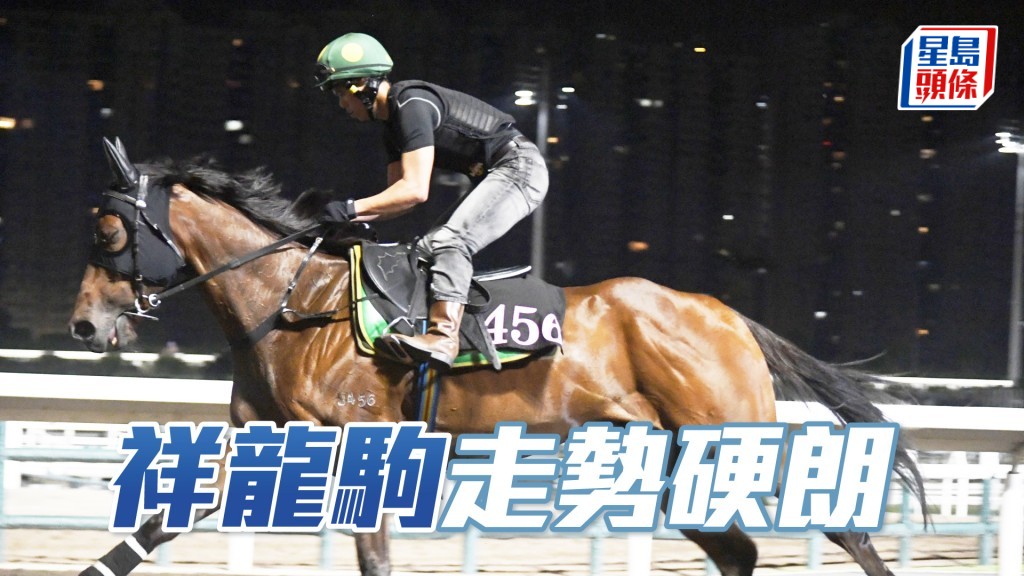  「祥龍駒」馬身實淨毛色油潤，正值勇境體力充裕。