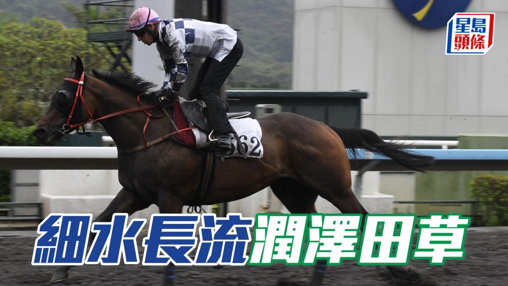 蔡約翰是次安排「細水長流」(圖) 轉戰田草，對此匹大噸位馬應更合，近來操練無大轉變，狀態穩步上揚，有望開齋。