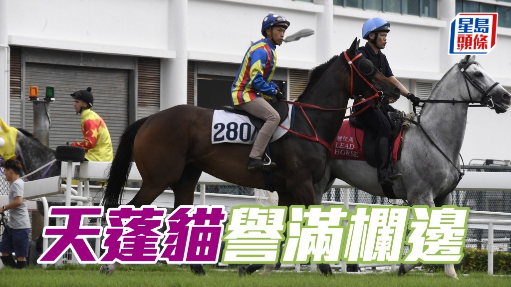 内圈捕影│ 「天蓬猫」誉满栏边